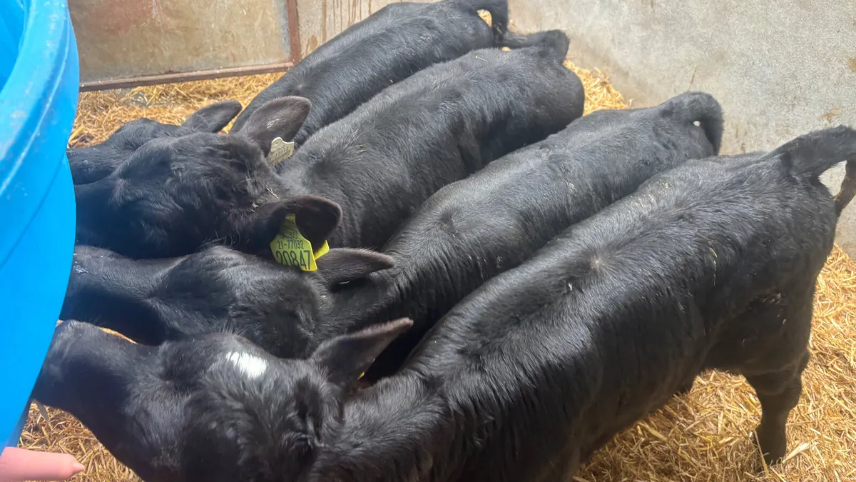 4 Quality Angus Heifer Calves - Image 4