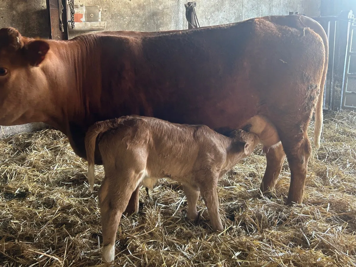 Suckler cows and calves - Image 3
