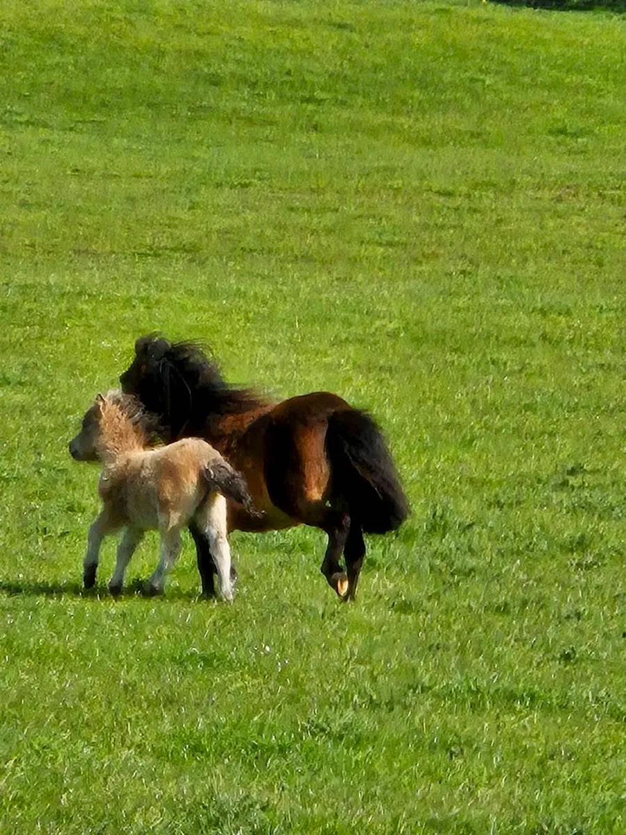 Mare and foal - Image 1