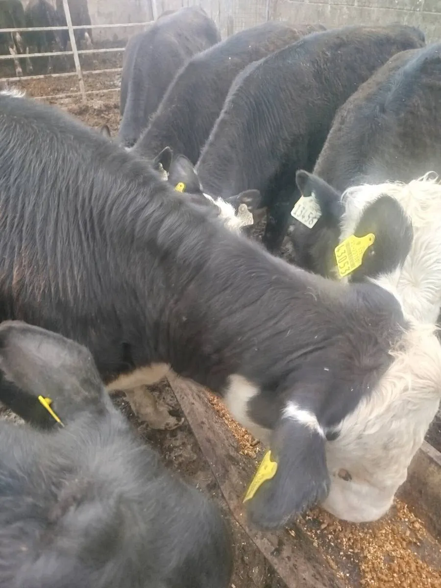 Weanling heifers - Image 3