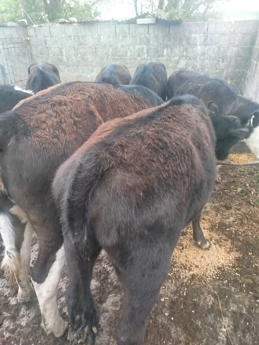 Weanling heifers - Image 4