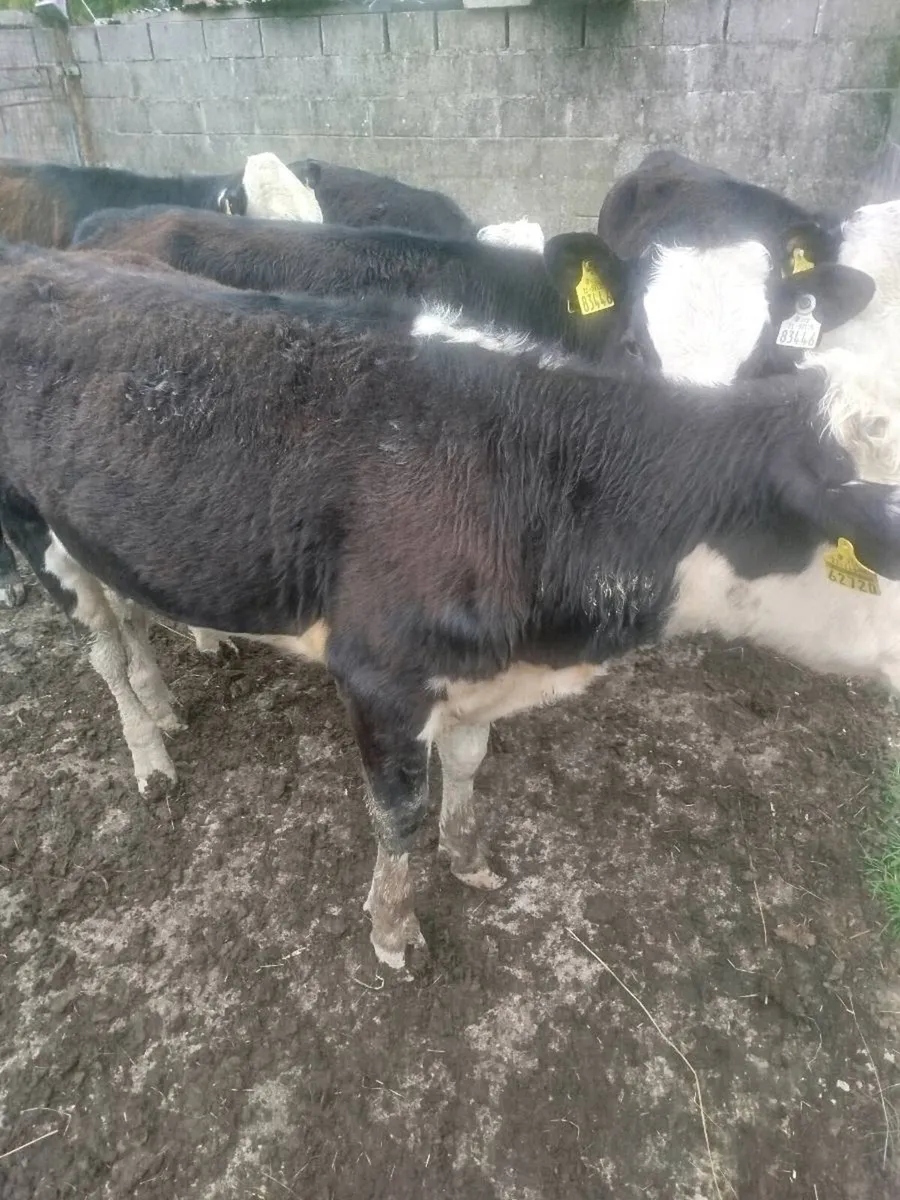 Weanling heifers - Image 1
