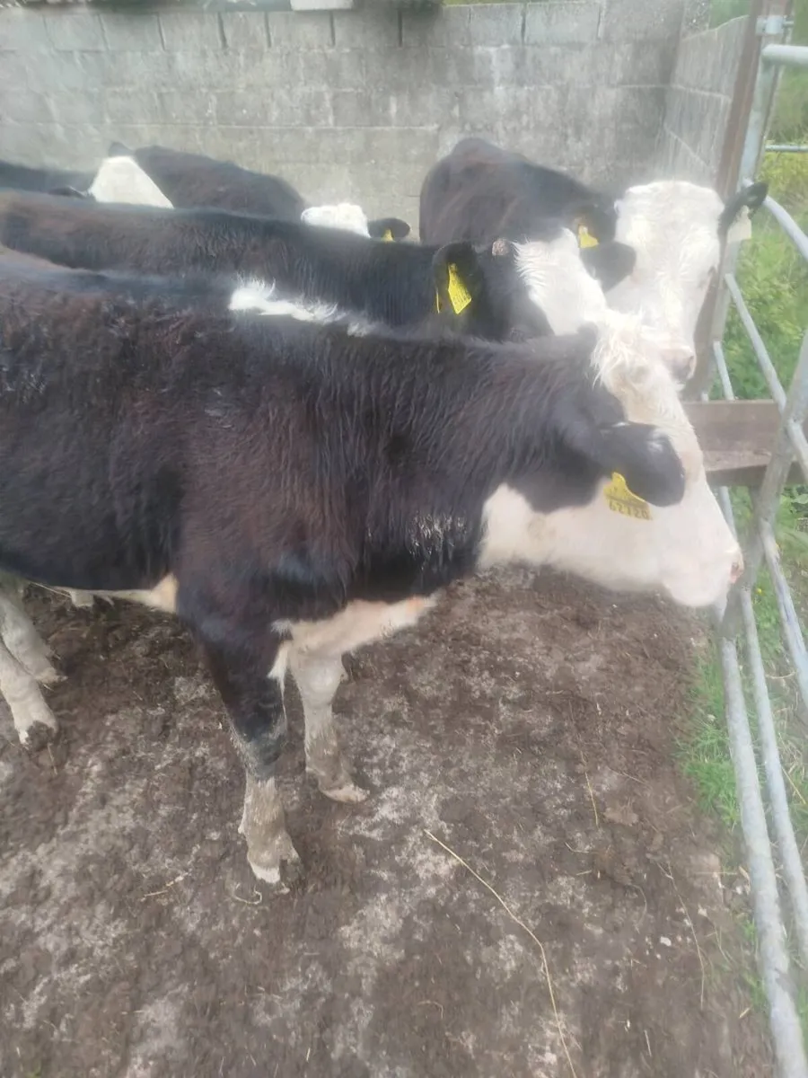Weanling heifers - Image 2