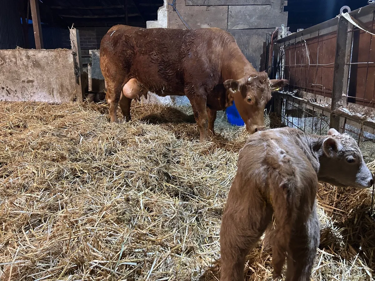 Suckler cows and calves - Image 2