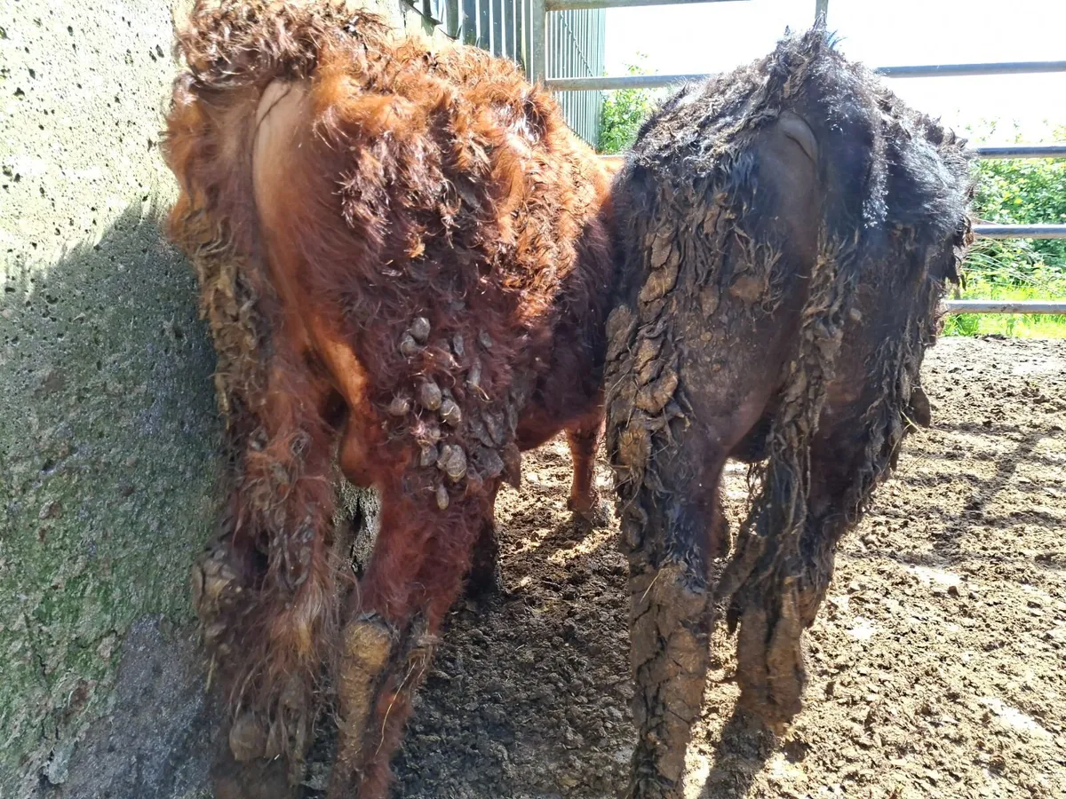Dexter Bulls pure bred registered - Image 2