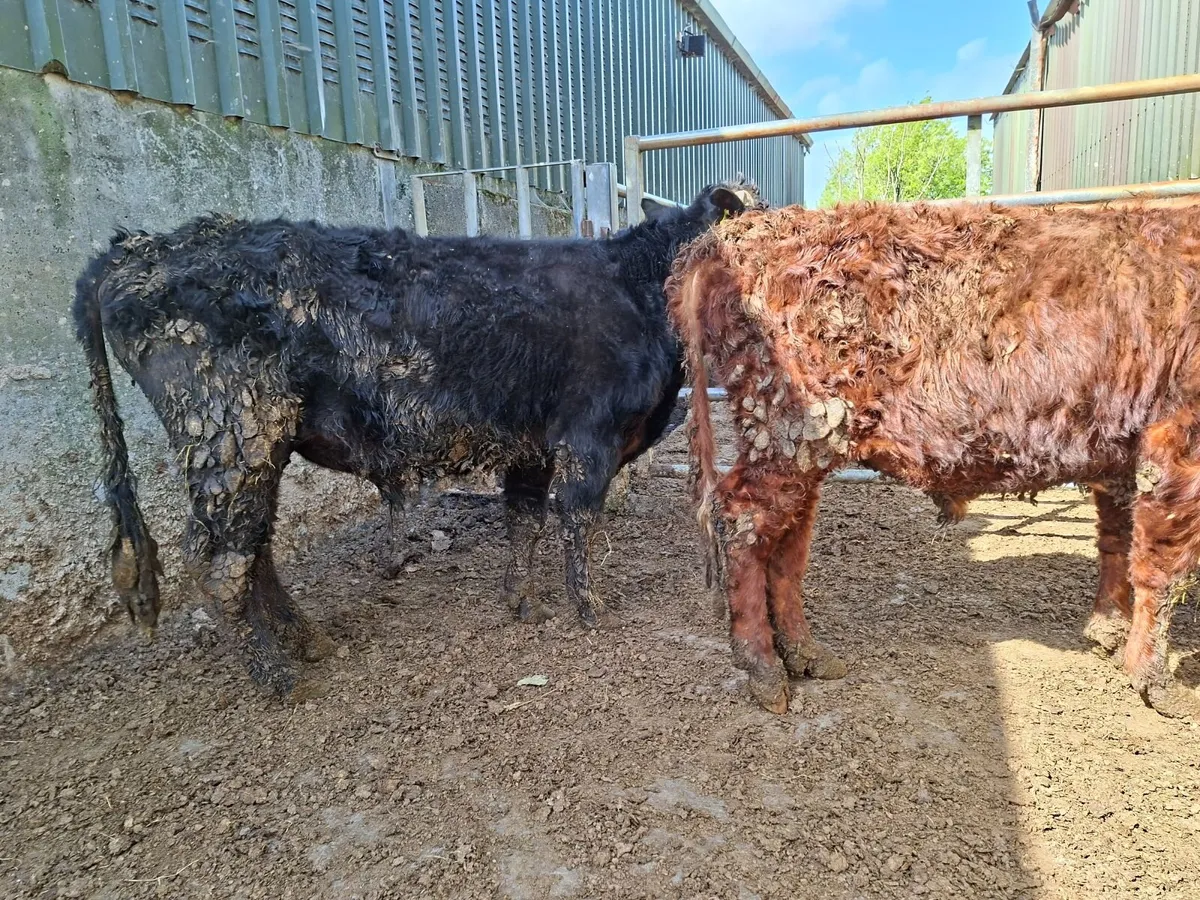 Dexter Bulls pure bred registered - Image 3