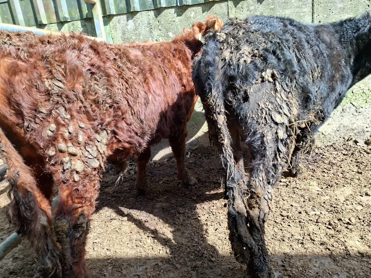Dexter Bulls pure bred registered - Image 4