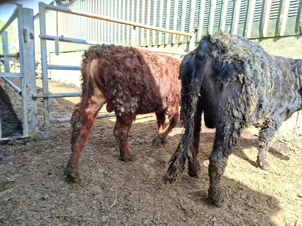Dexter Bulls pure bred registered - Image 1