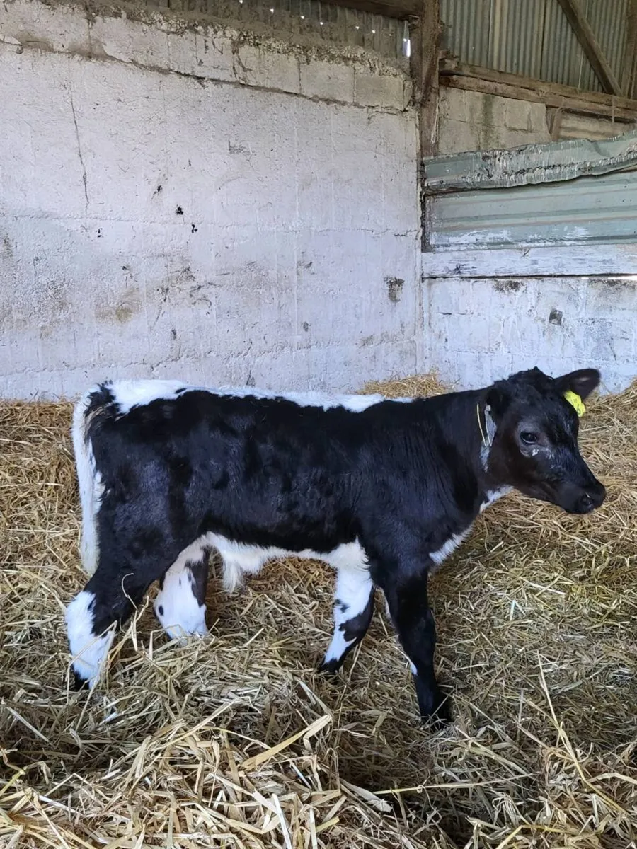 Bull calf - Image 1