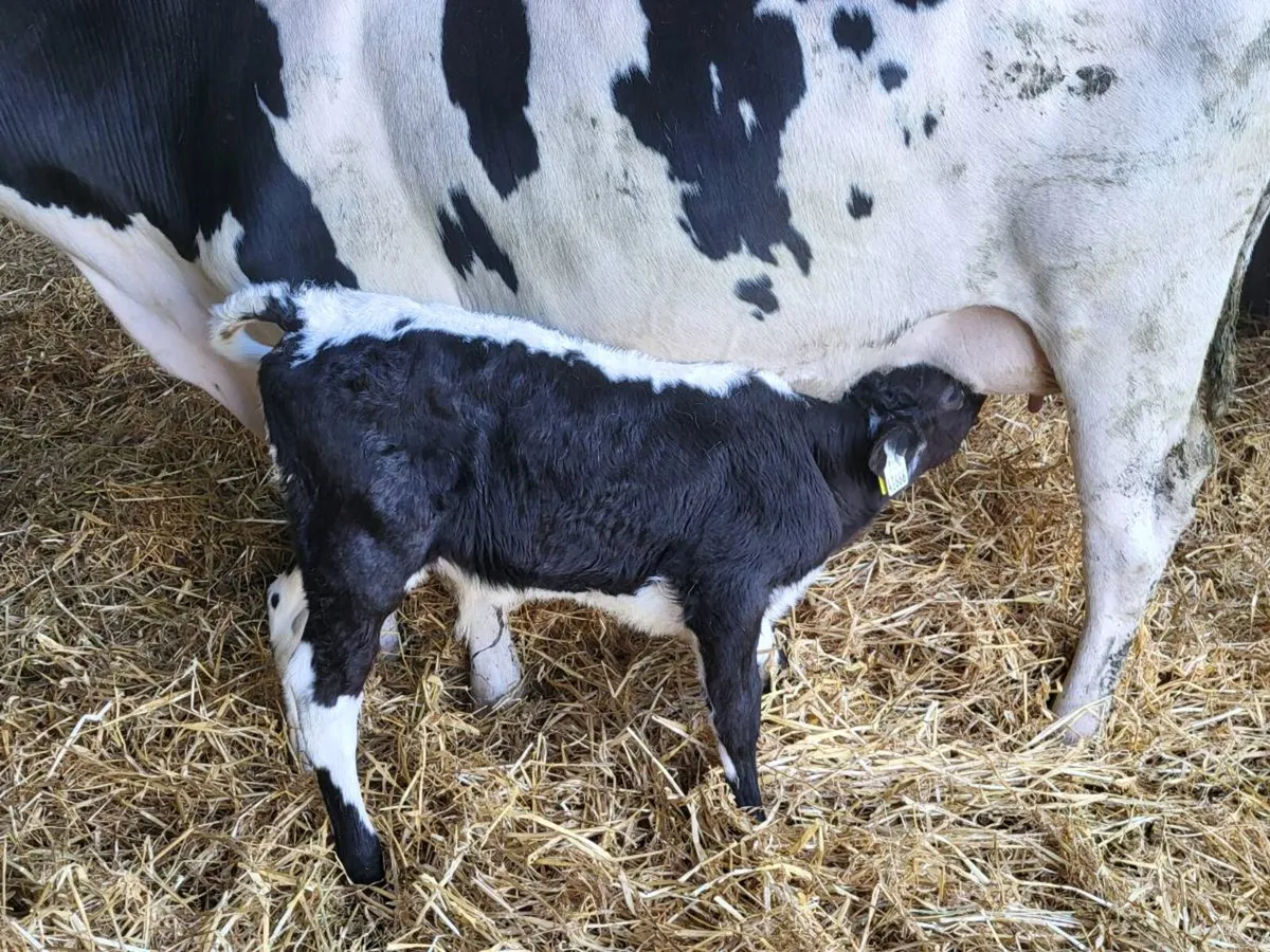 Bull calf - Image 2