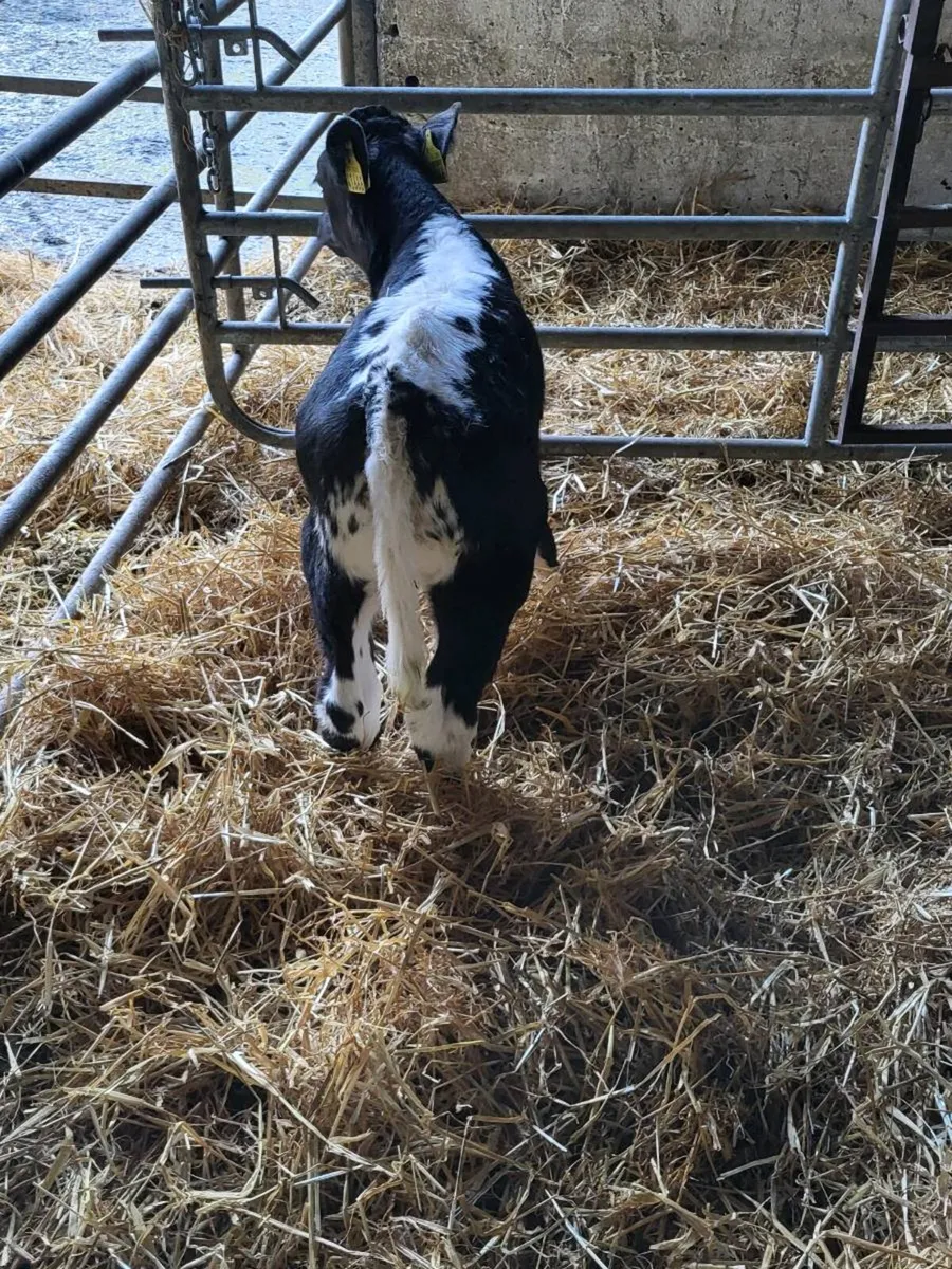 Bull calf - Image 3