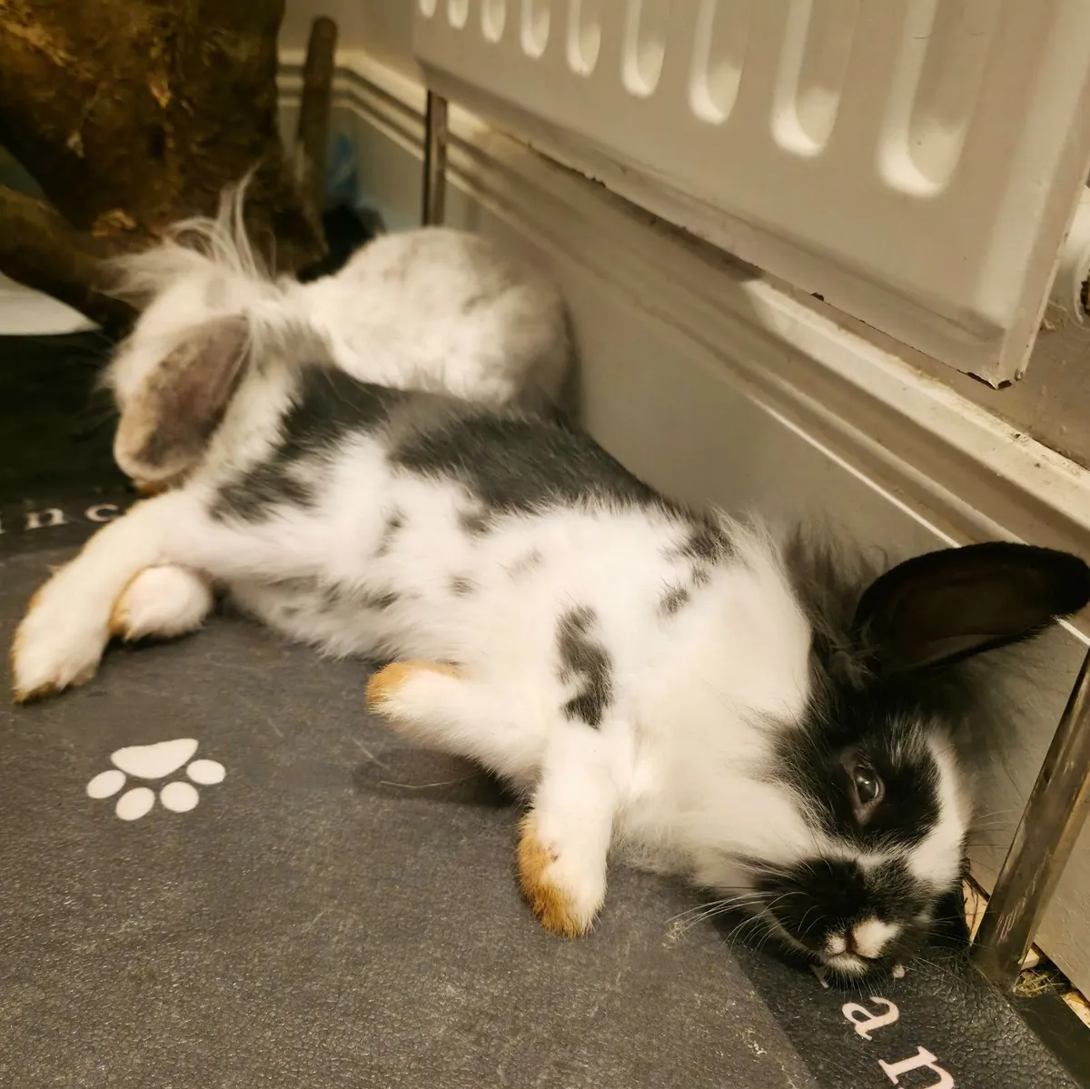 Rabbits - Image 1