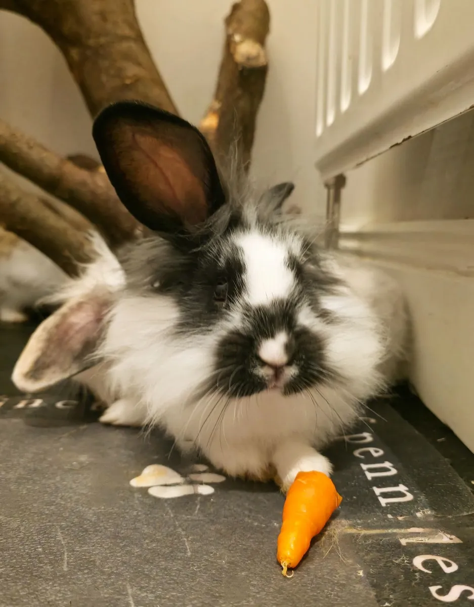 Rabbits - Image 2
