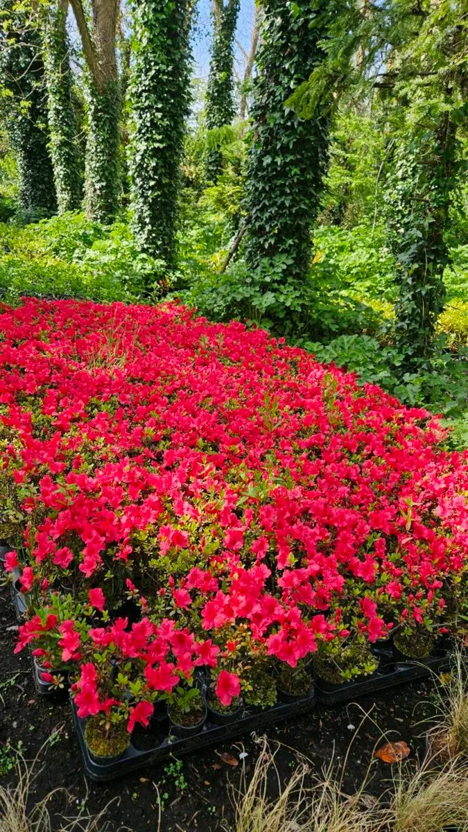 Azaleas Flowering Plants - Image 2
