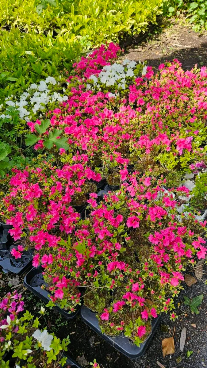 Azaleas Flowering Plants - Image 4