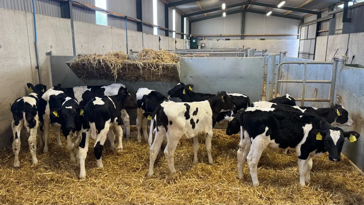 Friesian Bulls - Image 1