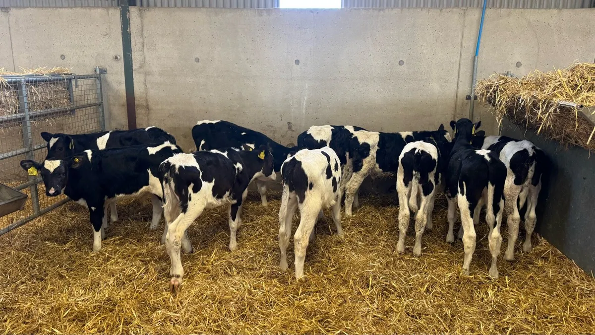 Friesian Bulls - Image 4