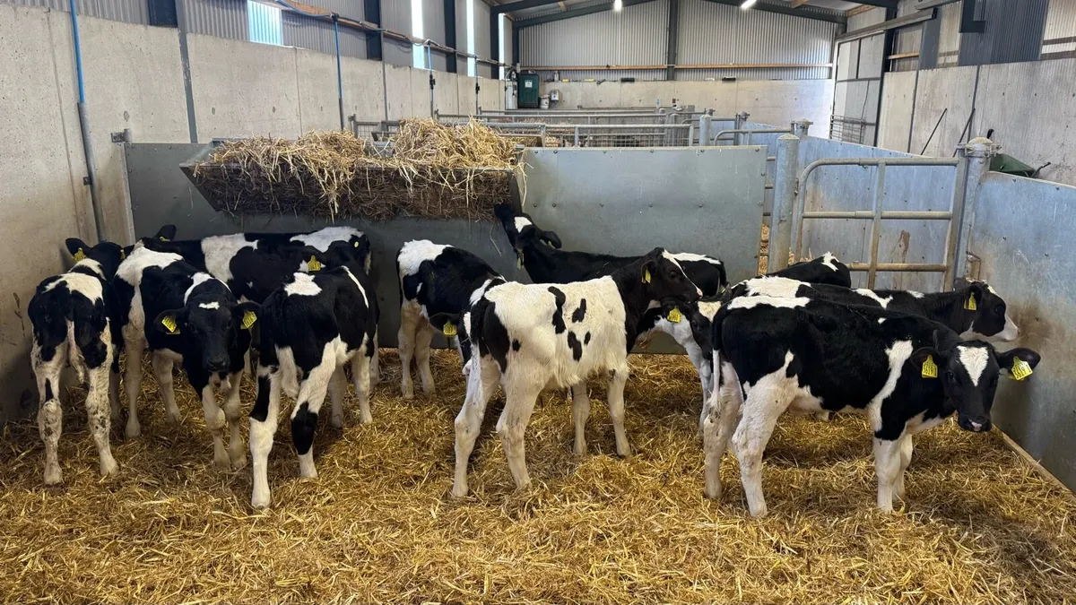 Friesian Bulls - Image 2