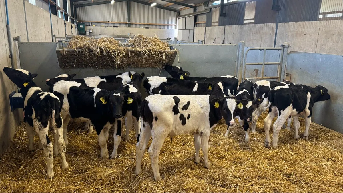 Friesian Bulls - Image 3