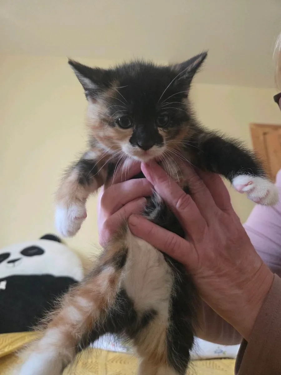 Kittens - Image 4