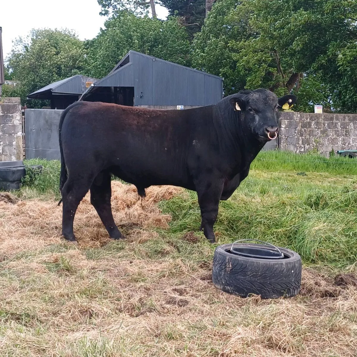 PBR Angus bull at mid-kerry mart this Saturday - Image 1