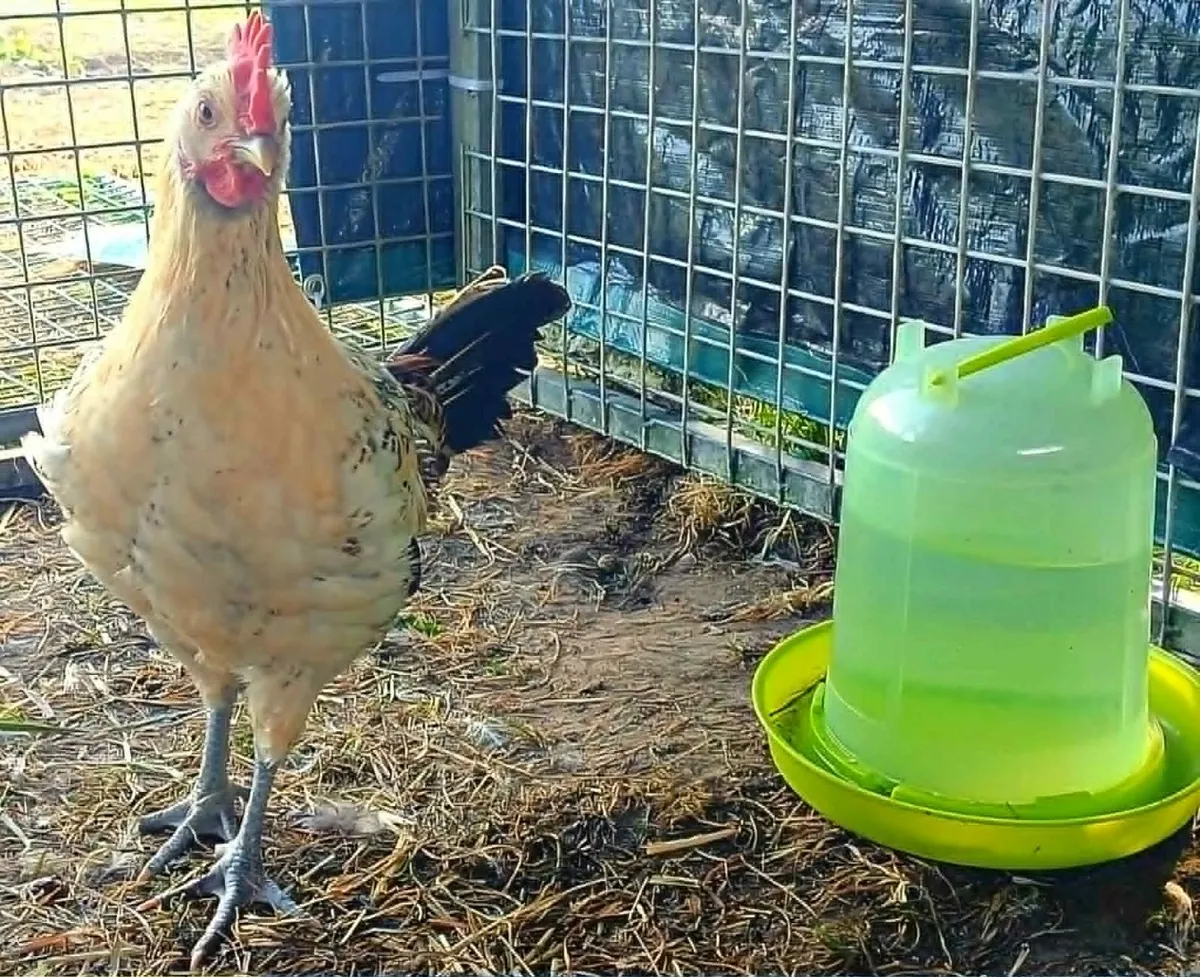 Rare Lemon Pencilled  Friesian Roosters - Image 2