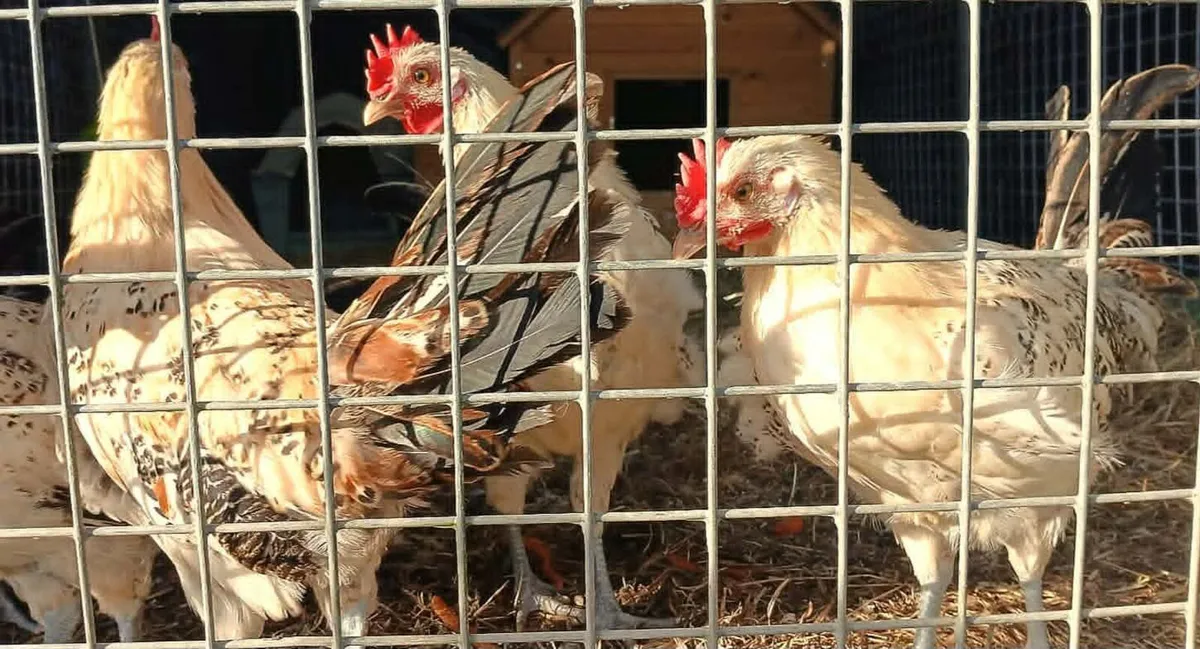 Rare Lemon Pencilled  Friesian Roosters - Image 3