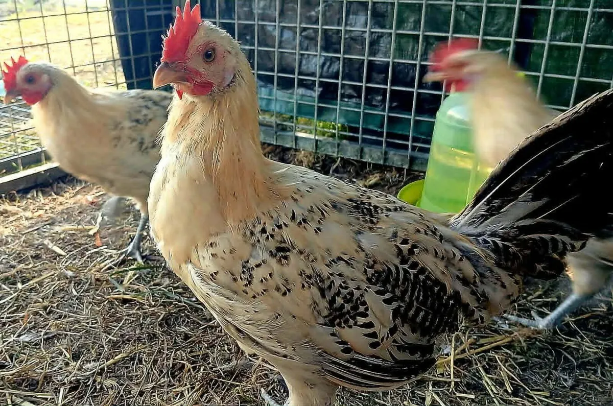 Rare Lemon Pencilled  Friesian Roosters - Image 4