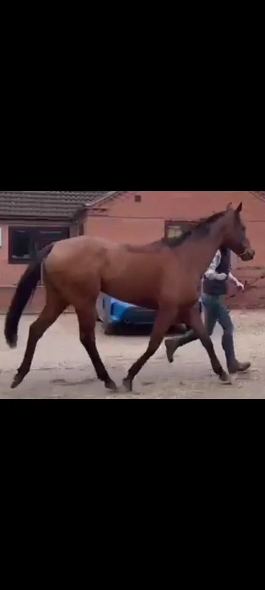 Quality Thoroughbred Broodmare - Image 2