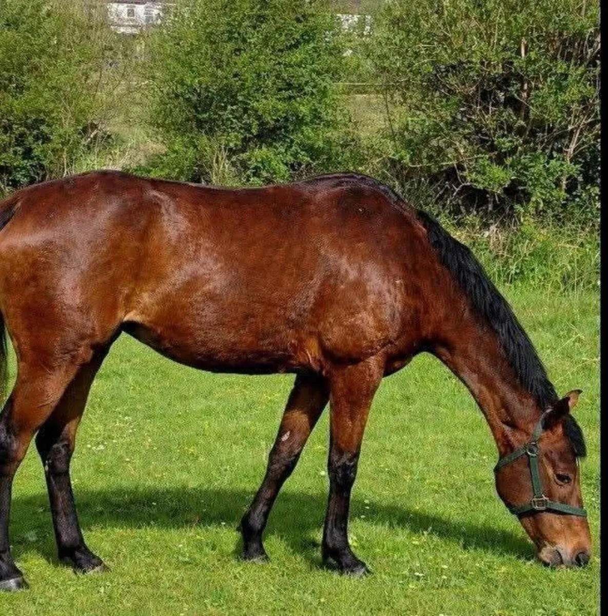 Quality Thoroughbred Broodmare - Image 3