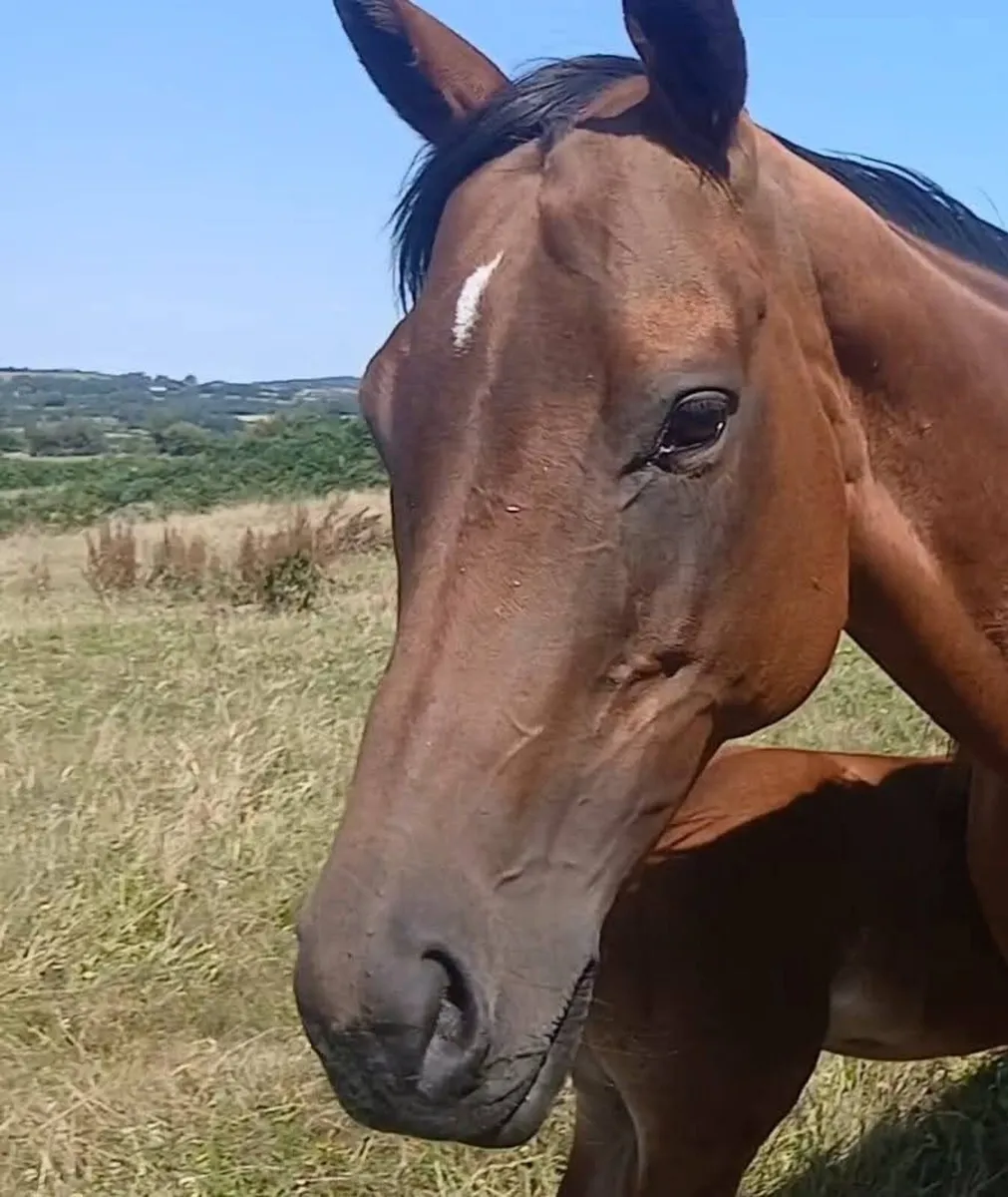 Quality Thoroughbred Broodmare - Image 1