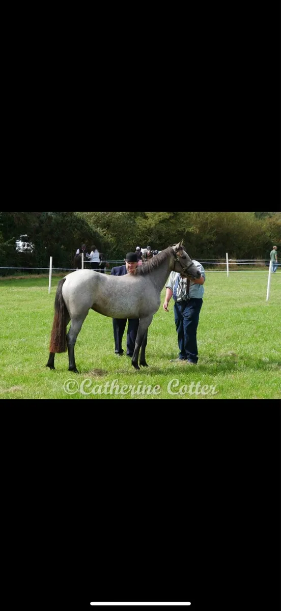 Connemara filly - Image 1