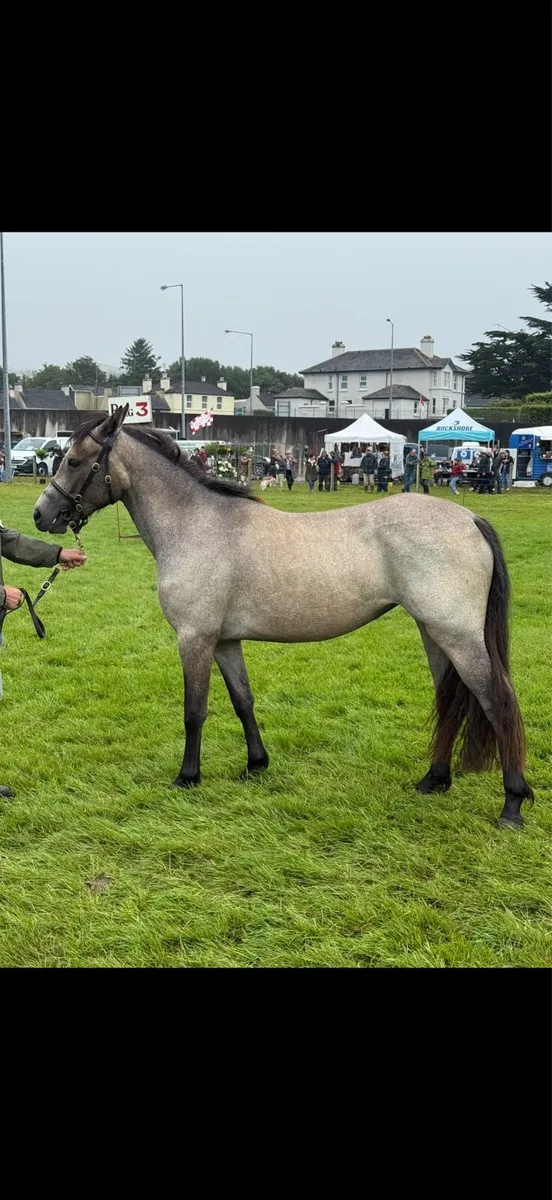 Connemara filly - Image 2