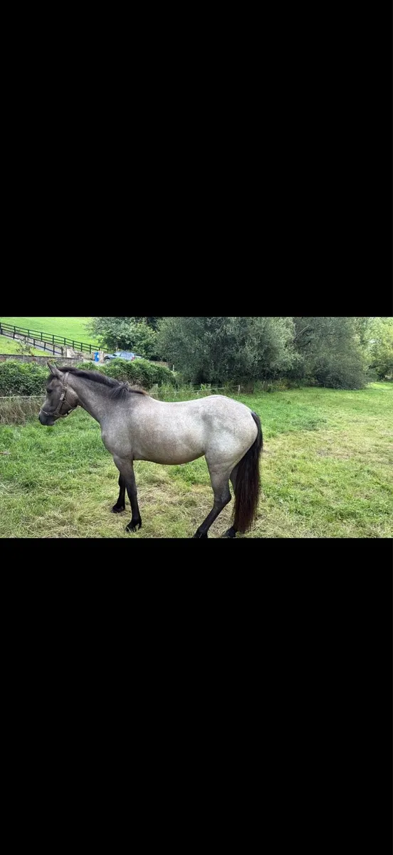 Connemara filly - Image 3