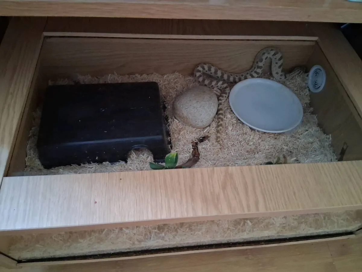 Male Hognose Snake - Image 4