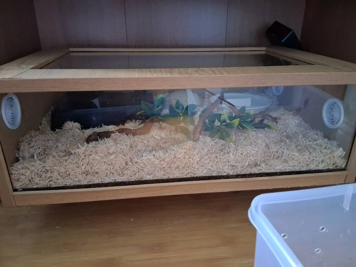 Male Hognose Snake - Image 2