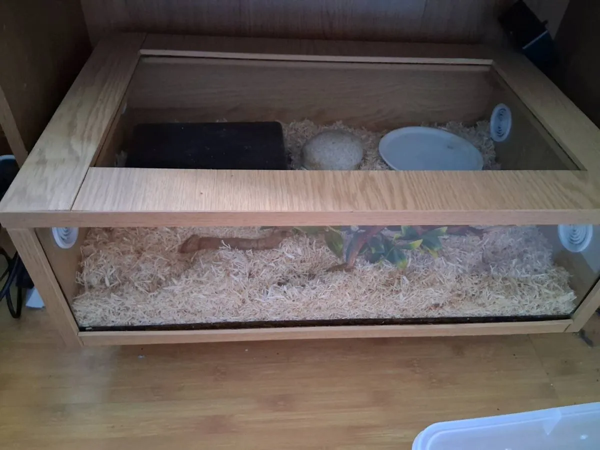 Male Hognose Snake - Image 3