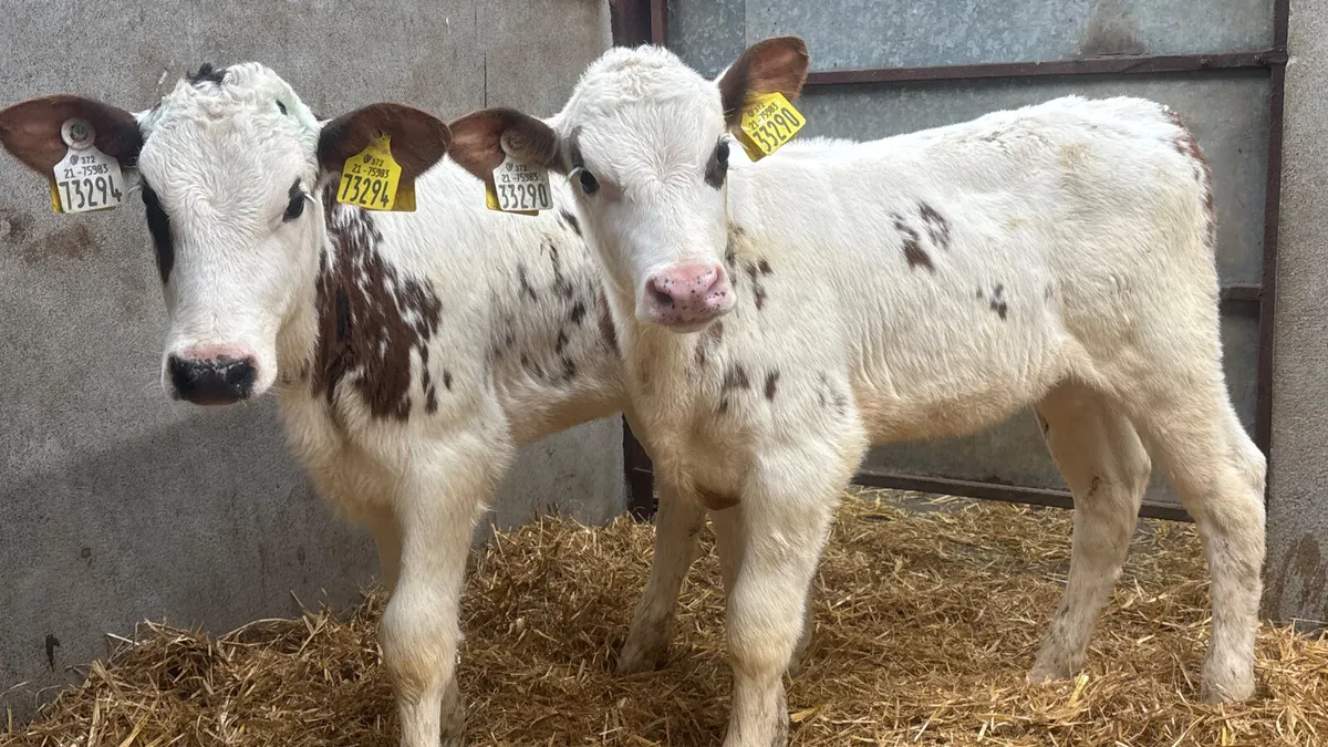 ⭐️ 2 Red Roan Belgian Blue Heifer Calves ⭐️ - Image 4