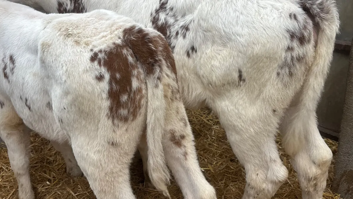 ⭐️ 2 Red Roan Belgian Blue Heifer Calves ⭐️ - Image 2