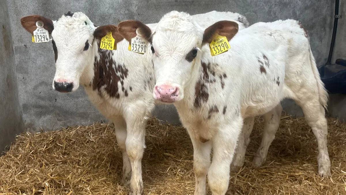 ⭐️ 2 Red Roan Belgian Blue Heifer Calves ⭐️ - Image 1
