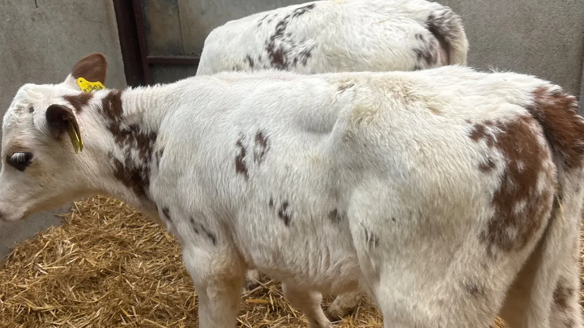 ⭐️ 2 Red Roan Belgian Blue Heifer Calves ⭐️ - Image 3