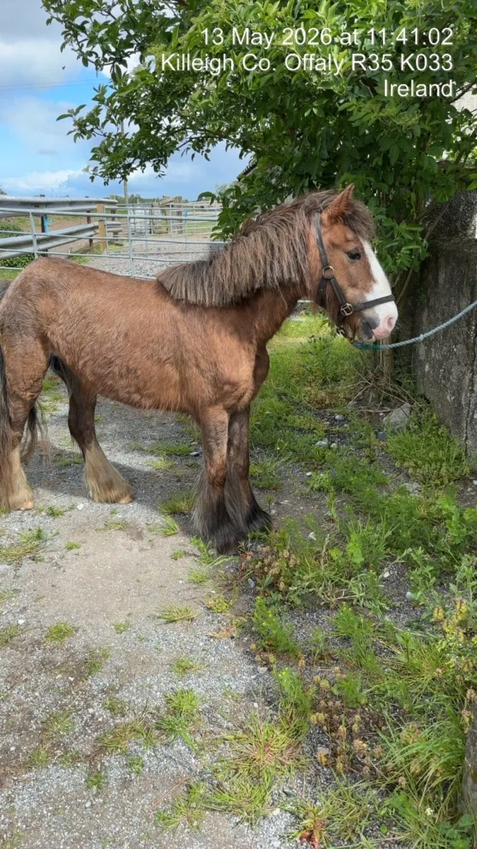 pony