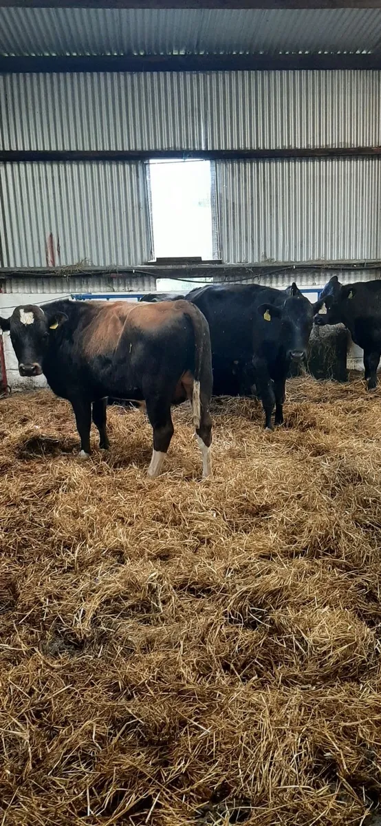 10 frx bullocks for sale - Image 1