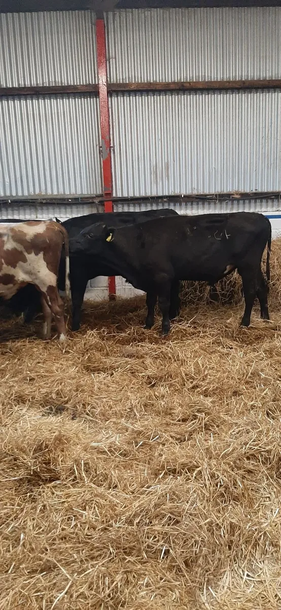 10 frx bullocks for sale - Image 2