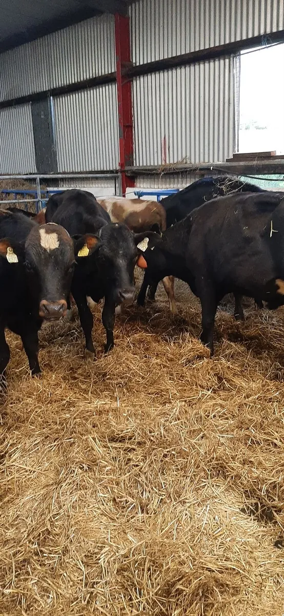 10 frx bullocks for sale - Image 3