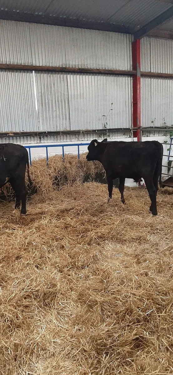 10 frx bullocks for sale - Image 4