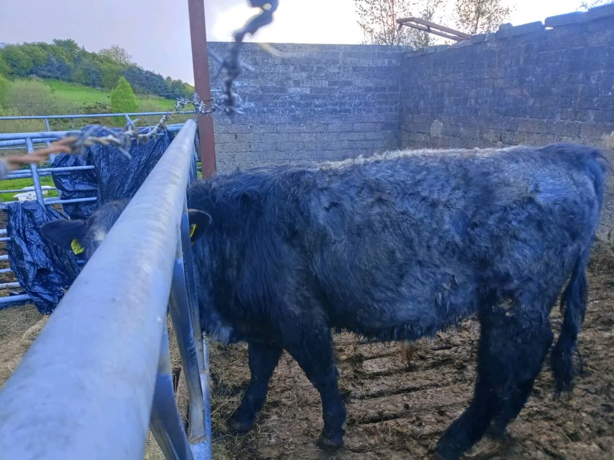 Blue Shorthorn Bull For Sale. - Image 1