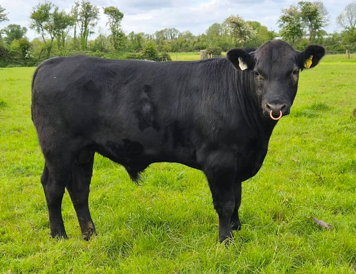 Angus Bull - Image 1
