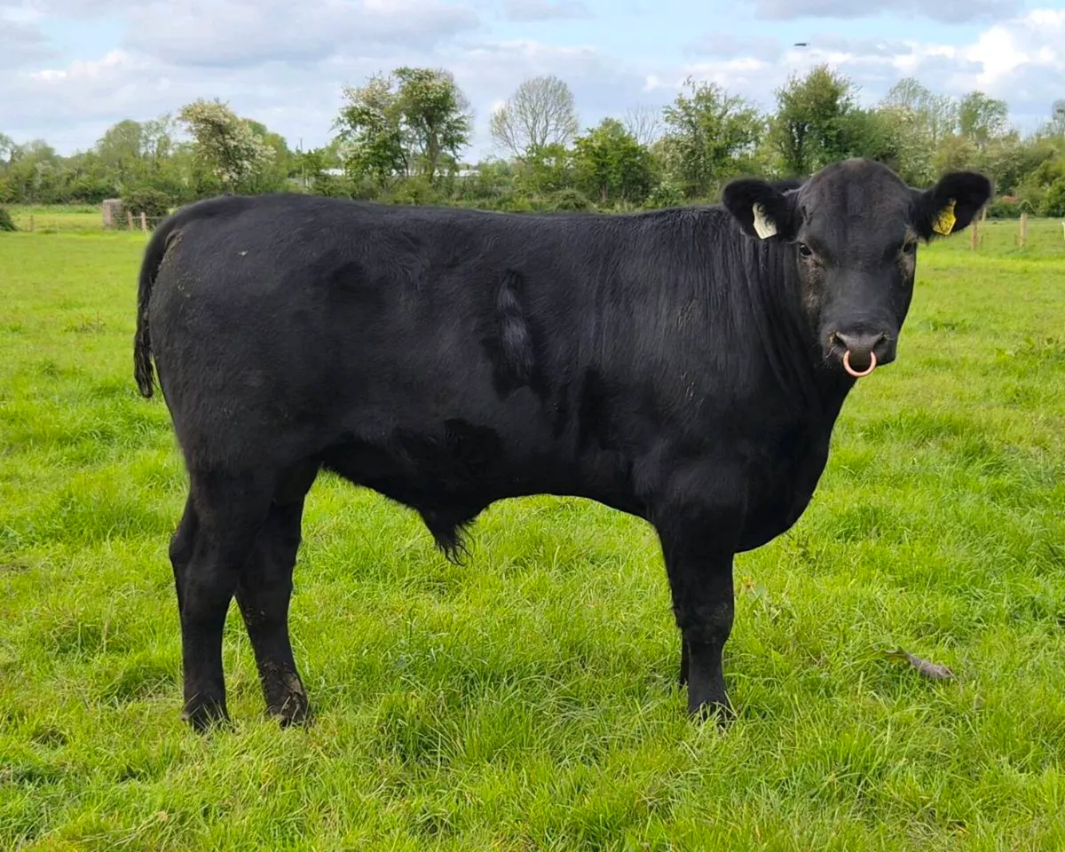 Angus Bull - Image 2