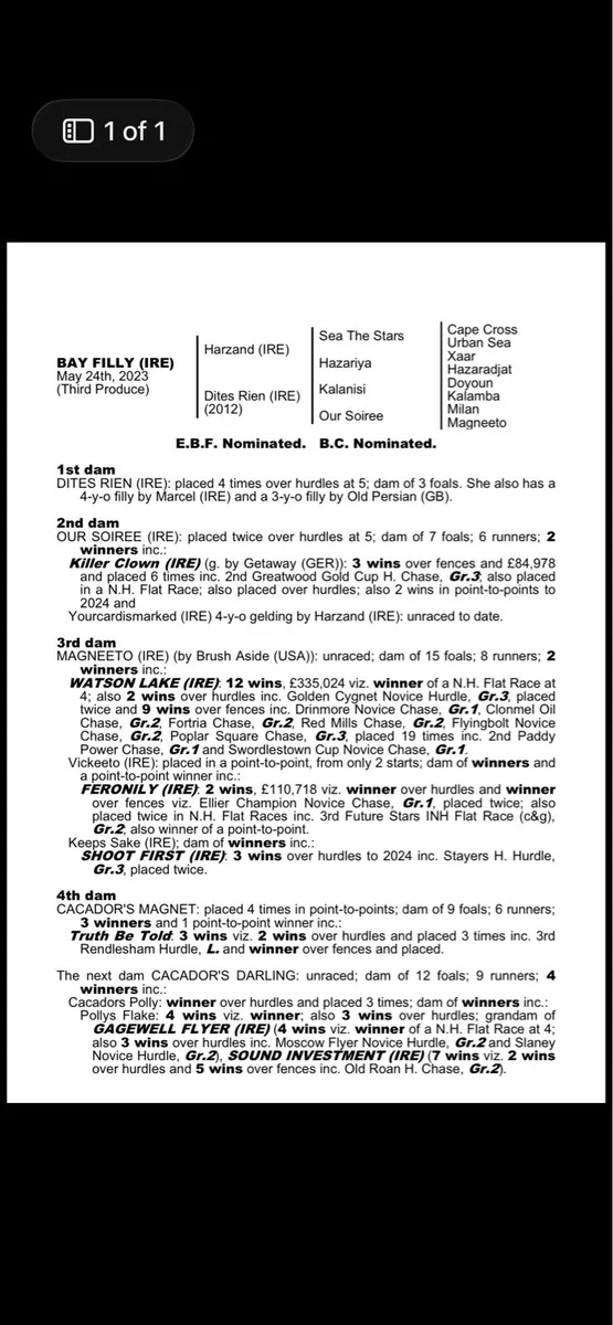 Harzand 3y/o Tb bay filly - Image 2